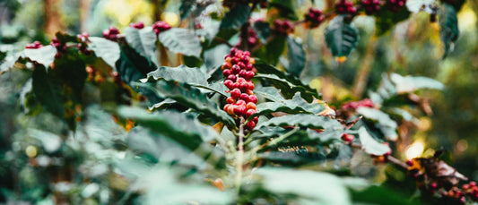 The Fascinating World of Coffee Varietals